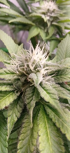 IMG_20230601_220323_1