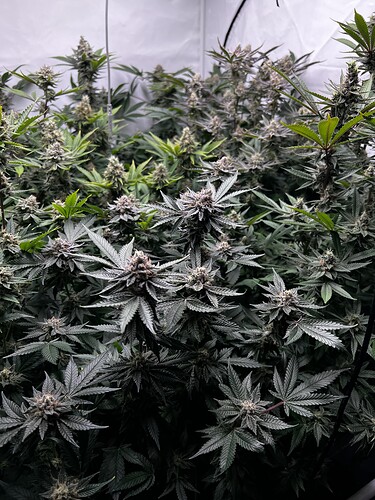 Growreport Bild 8