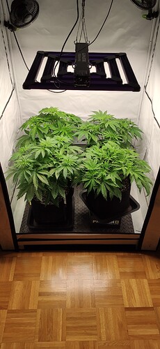 Growreport Bild 1
