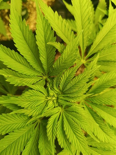 Growreport Bild 4