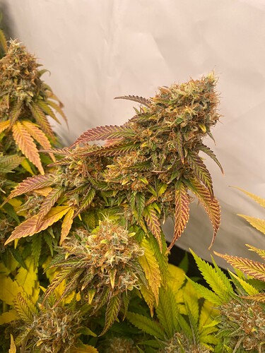 Growreport Bild 2