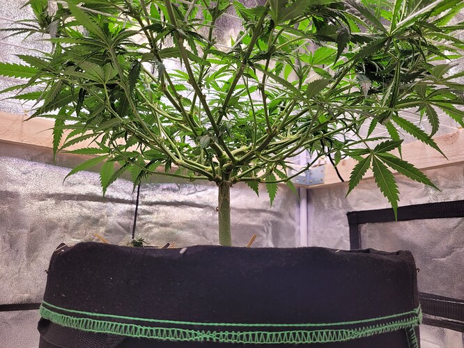 Growreport Bild 4