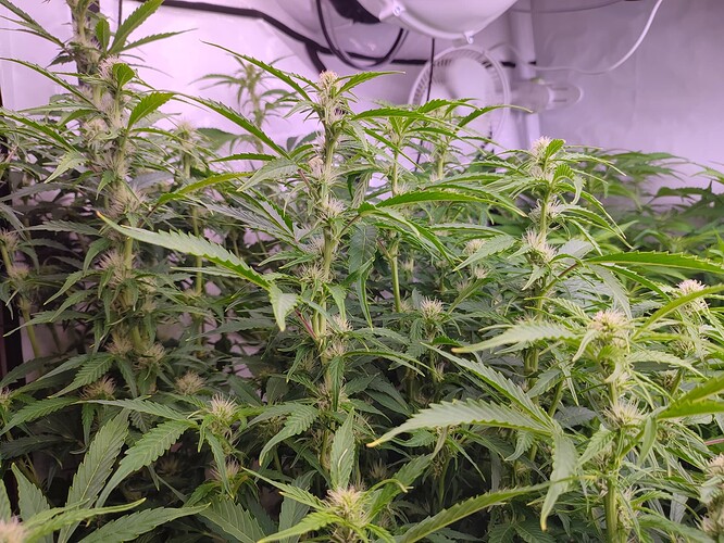 Growreport Bild 63