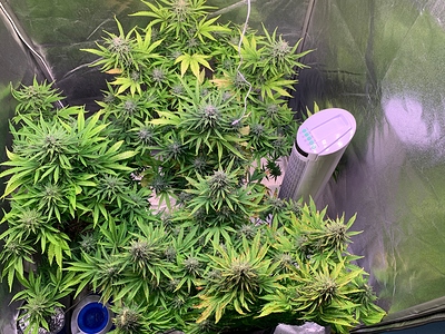 Growreport Bild 6