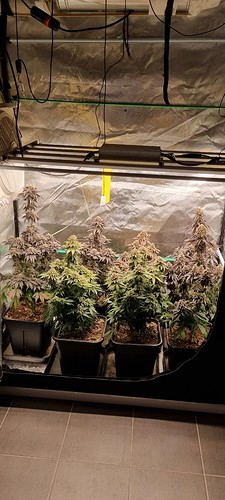 Growreport Bild 41