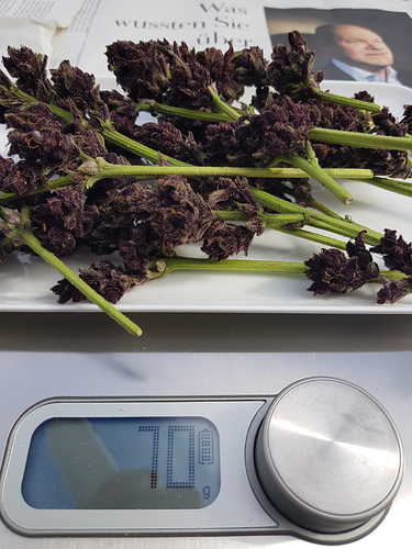 Growreport Bild 3