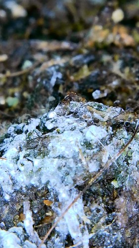 Growreport Bild 9