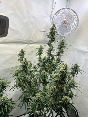 Growreport Bild 40