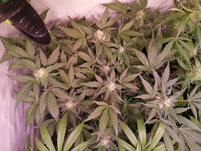 Growreport Bild 4