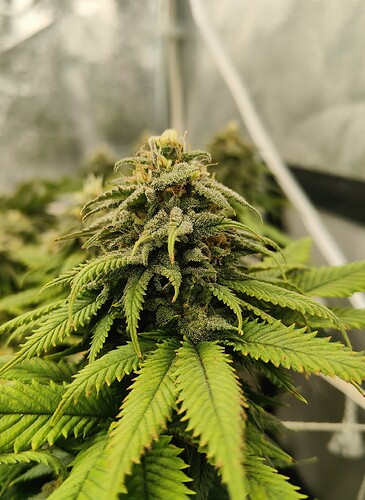 Growreport Bild 1