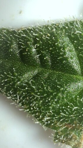 Growreport Bild 16