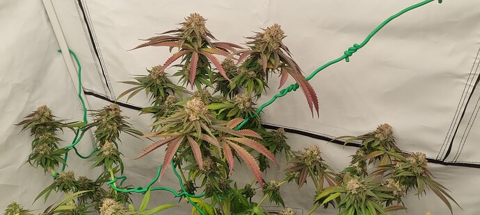 Growreport Bild 24