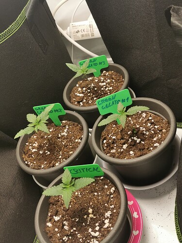 Growreport Bild 11