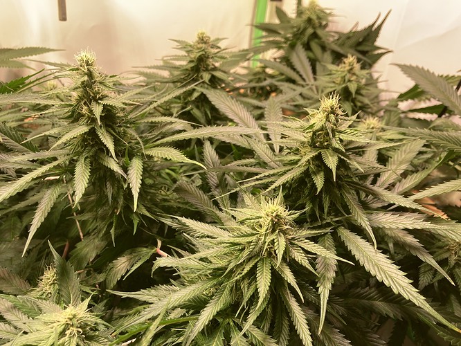 Growreport Bild 4