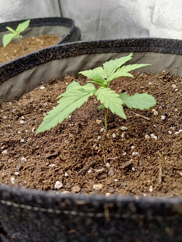 Growreport Bild 3