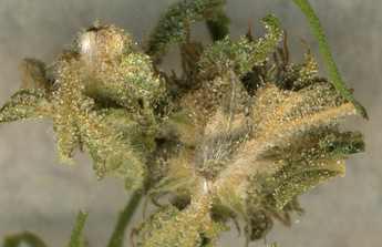 Growreport Bild 16