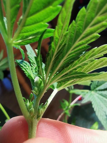 Growreport Bild 1
