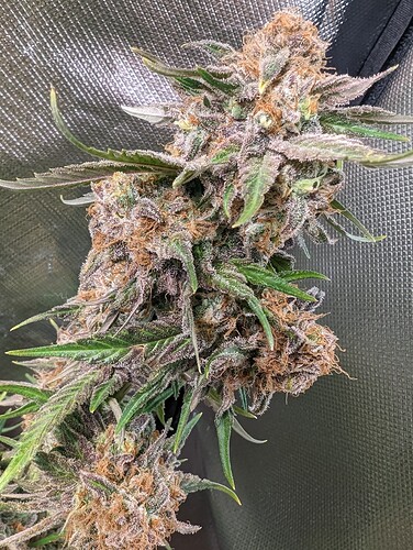 Growreport Bild 13