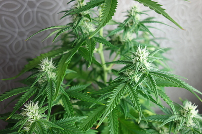 Growreport Bild 4
