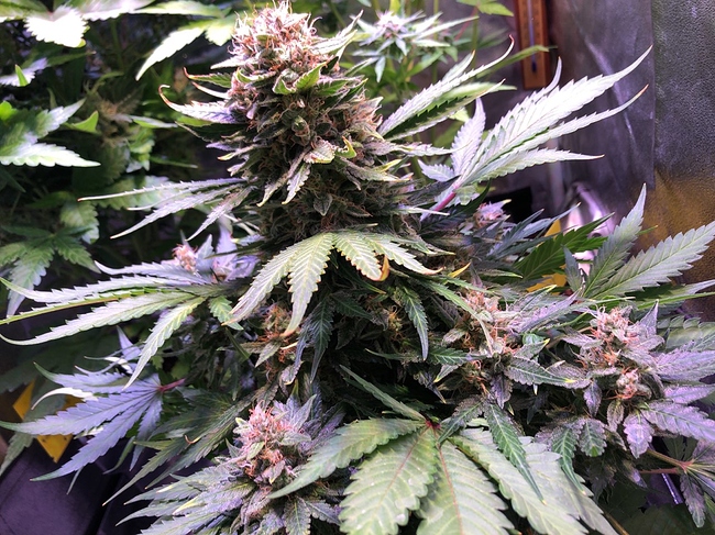 Growreport Bild 12