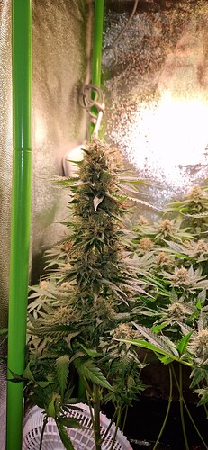 Growreport Bild 1