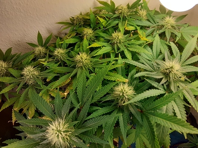 Growreport Bild 3