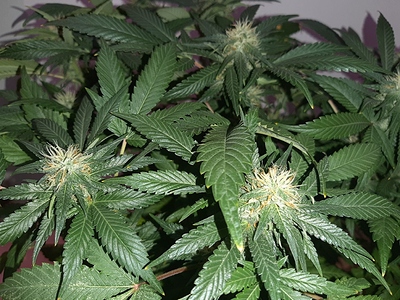 Growreport Bild 12