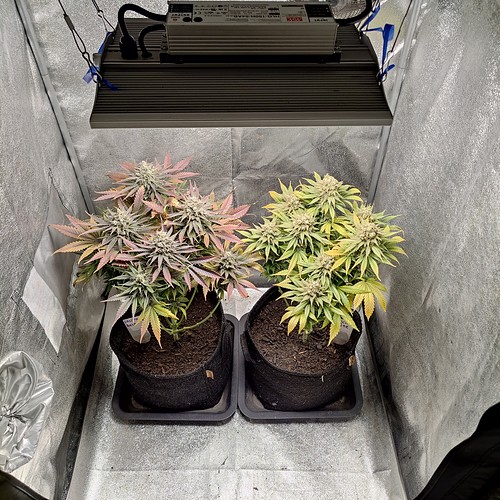 Growreport Bild 1
