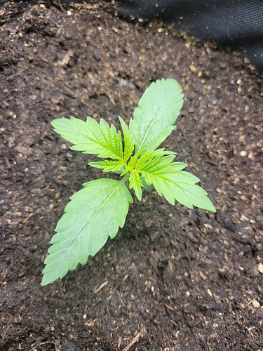 Growreport Bild 8