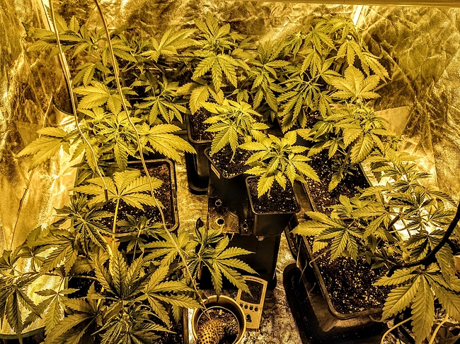 Growreport Bild 3