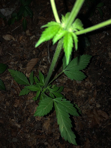 Growreport Bild 55