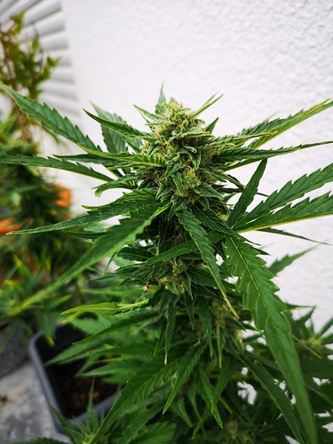 Growreport Bild 1