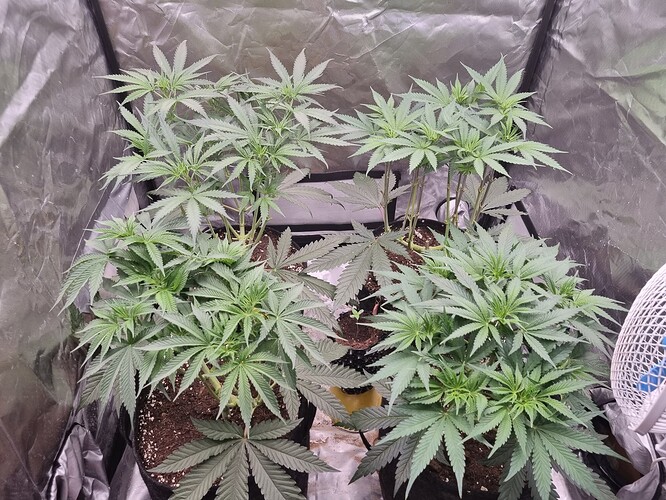 Growreport Bild 40