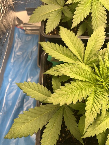 Growreport Bild 14