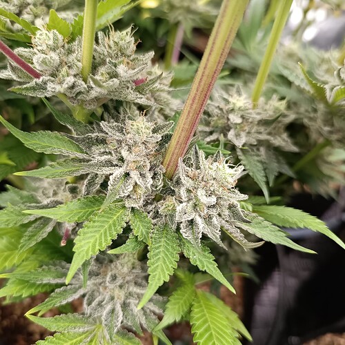Growreport Bild 14
