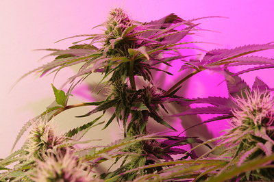 Growreport Bild 1