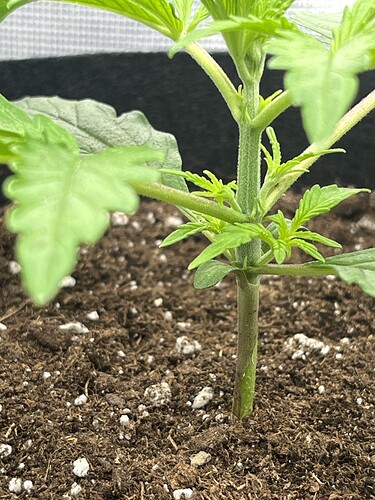 Growreport Bild 19