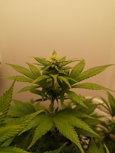 Growreport Bild 3
