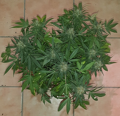 Growreport Bild 11