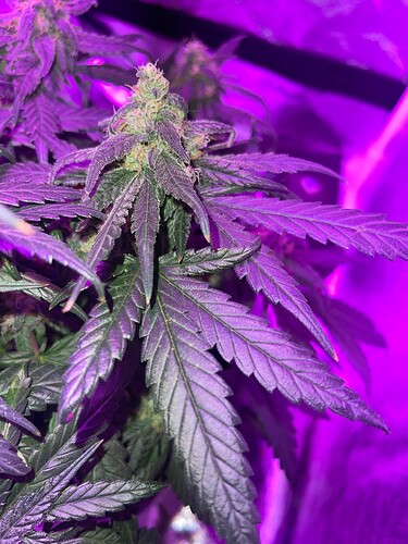 Growreport Bild 6