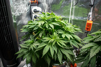 Growreport Bild 28