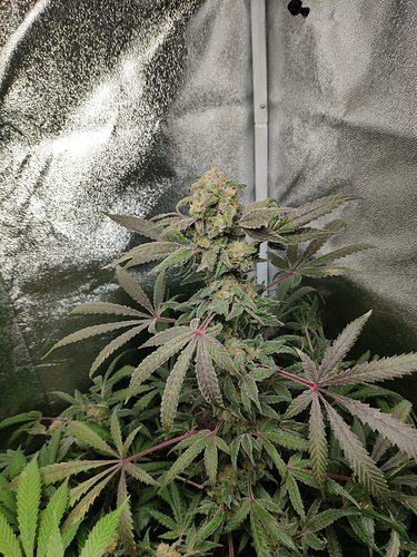 Growreport Bild 9