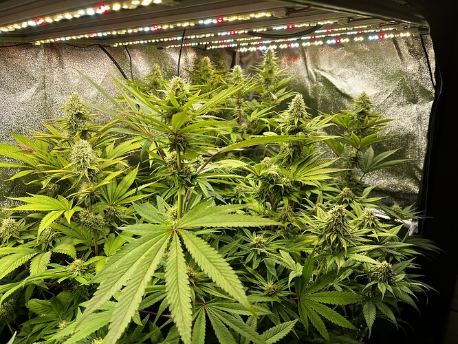 Growreport Bild 1