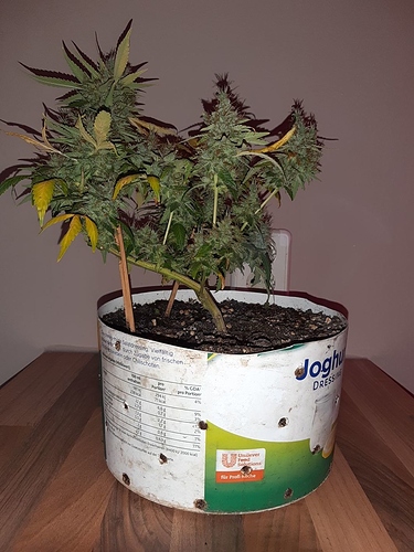 Growreport Bild 14