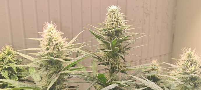 Growreport Bild 6