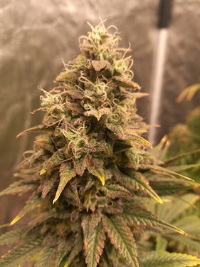 Growreport Bild 6