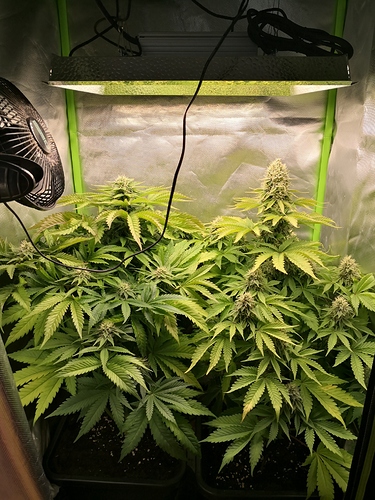 Growreport Bild 1