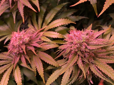 Growreport Bild 41