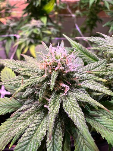 Growreport Bild 9