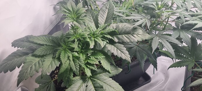 Growreport Bild 12